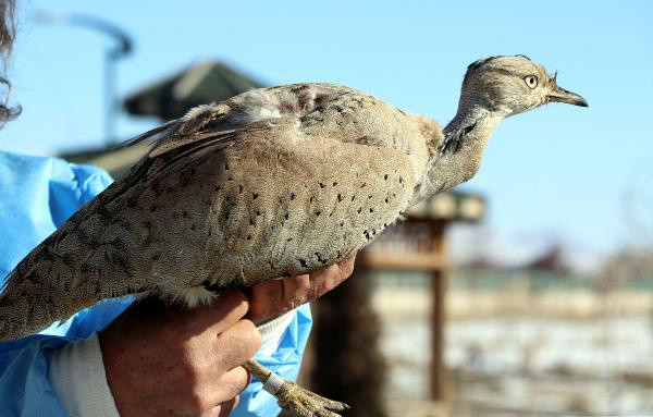 Van'da ortaya çıktı! Hiç görülmemiş bir tür - Resim: 1