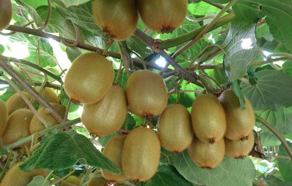 1 dönümle başladı şimdi paraya para demiyor - Resim: 4