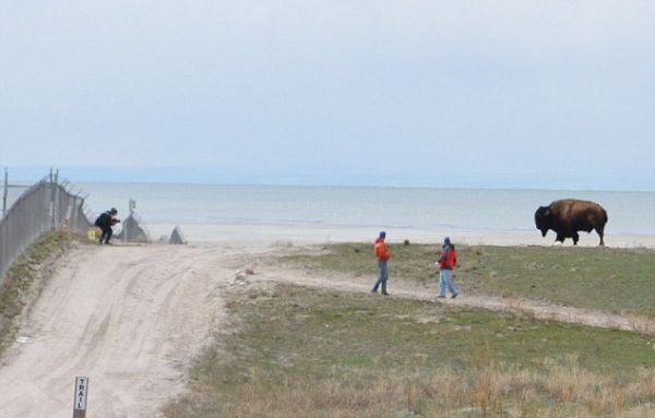 Bizon ile oyun oynanmaz - Resim: 3