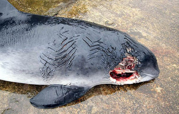 Kendi türünü katleden yunuslar şaşkınlık yarattı! - Resim: 4