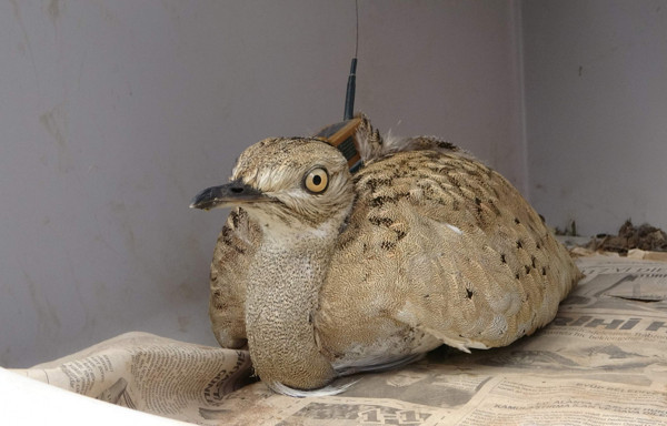 Türkiye'de görüldü! İlk kez böyle bir kuş türüyle karşılaştılar - Resim: 0