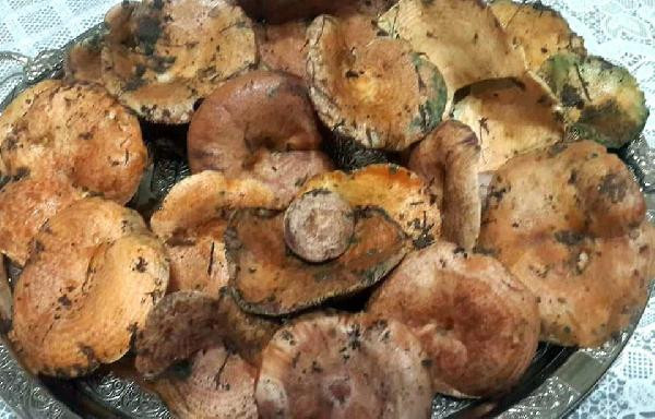 Çıntar mantarı müthiş para ediyor! Kilosu bakın kaç lira - Resim: 3