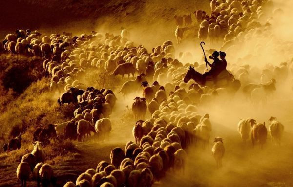 Bitlis'te sürülerin Nemrut Dağı eteklerinde tozlu yolculuğu başladı - Resim: 1