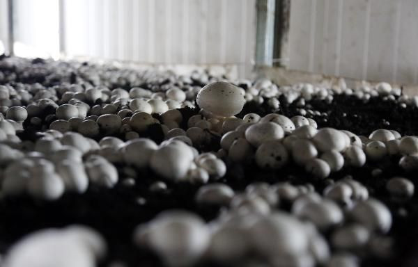 'Mantarın başkenti' Türkiye'de üretilenin yüzde 54'ü burada yetiştiriliyor! - Resim: 2