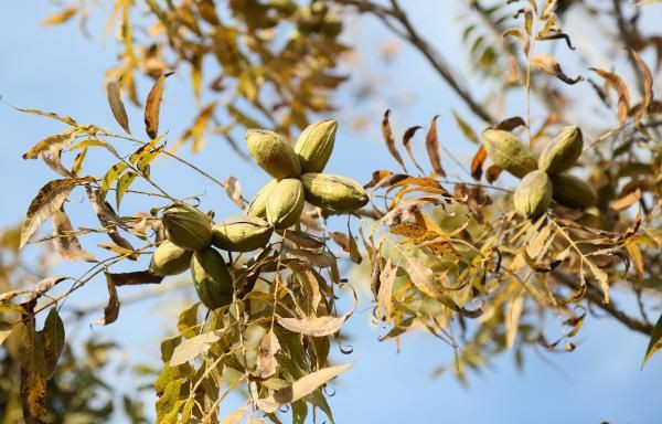 Amerika'dan geldi Antalya'da üretiliyor kilosu 40 TL'ye düştü! Patlayıcı ile koruyor - Resim: 3