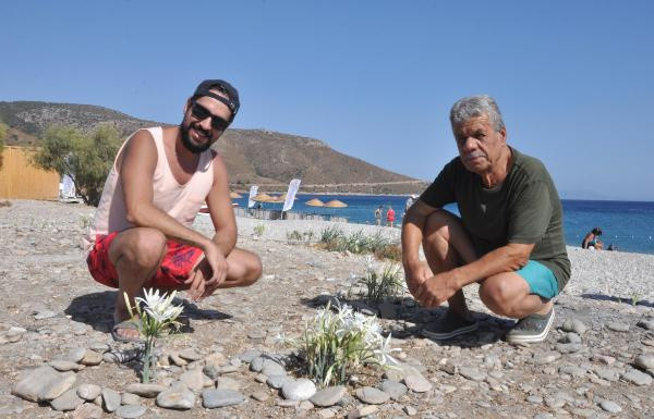 Muğla'da bu çiçeği koparmanın cezası cezası 80 bin TL! Hayatımda ilk kez gördüm - Resim: 1