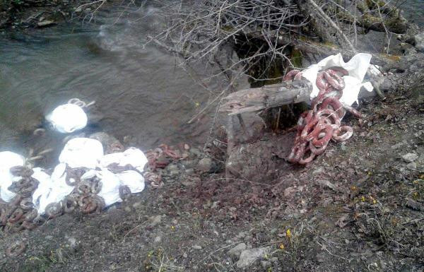 Şok görüntüler! At eti çıktı hem de restorana ait - Resim: 3
