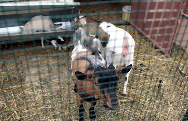 Bunlar da 'Abant Mızıkacıları'... - Resim: 2