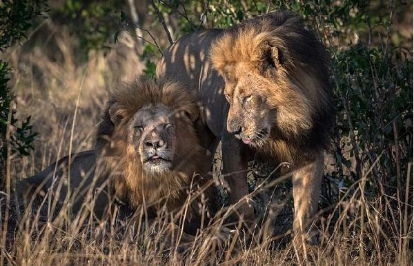 Eşcinsel aslanların ahlakını eşcinsel insanlar bozmuş! - Resim: 1