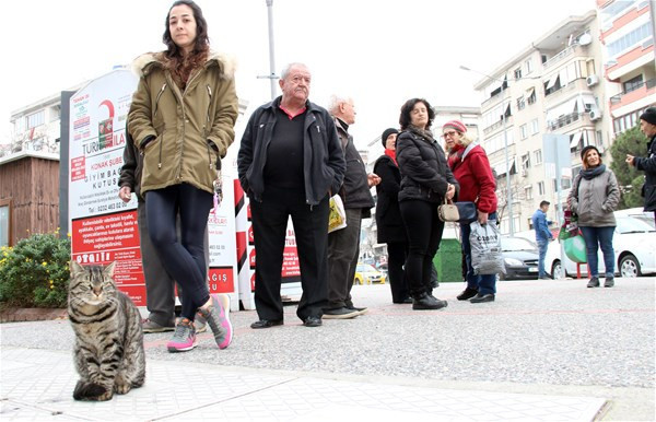 Bu köpek çok akıllı! İnsanlardan gördü alışverişi öğrendi - Resim: 3