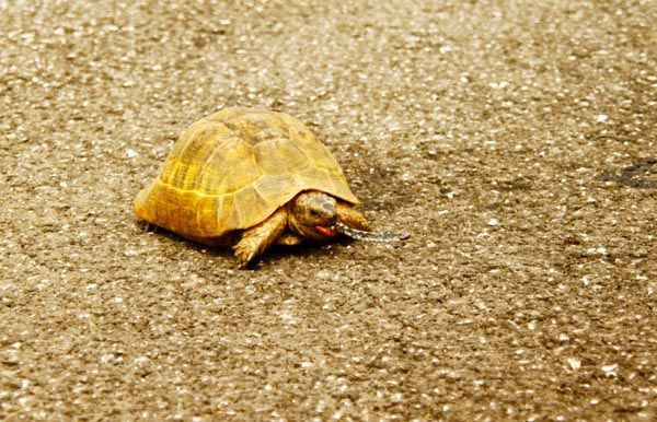 Şaşırtan doğa olayı! Kaplumbağa'nın ağzındaki görenleri şok etti! - Resim: 1