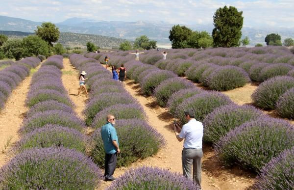 Isparta'nın 'mor renkli köyü'ne koronavirüs giremedi! 'Lavanta koronadan koruyor' mu? - Resim: 4