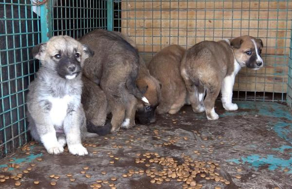 Yozgat'ta içeri girip tek tek kurtardı: Çıkamaz ve boğulurdu - Resim: 0