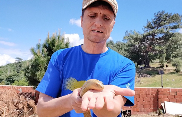 Balıkesir'de yılanla karıştırılıp öldürülüyor! 50 yıl yaşıyor: Sakın öldürmeyin - Resim: 0