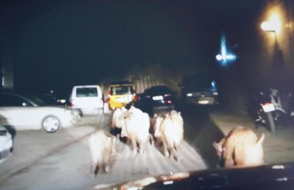 Şehrin göbeğinde şok görüntü! Sürü halinde... - Resim: 3