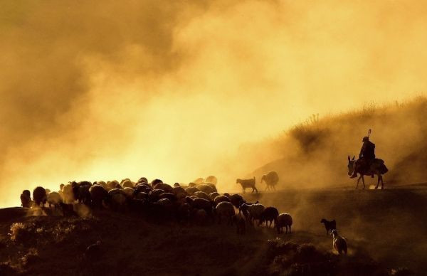 Bitlis'te sürülerin Nemrut Dağı eteklerinde tozlu yolculuğu başladı - Resim: 4