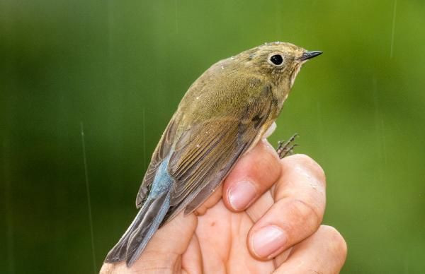 Samsun'da gören bir daha baktı! Türkiye’de 4’üncü kez görüldü - Resim: 3