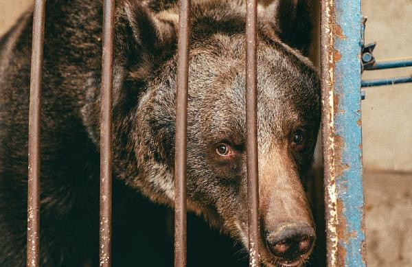 Dünyanın en yalnız ayısıydı! Sevindiren haber geldi - Resim: 0