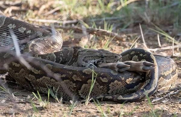 3 metrelik piton koca bir impalayı tek seferde böyle yuttu! - Resim: 2