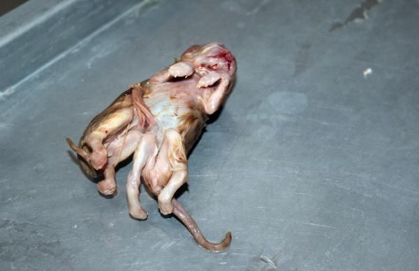 Tam 6 ayaklı ve 2 kuyruklu! Karaman'da görenleri hayrete düşüren olay - Resim: 4