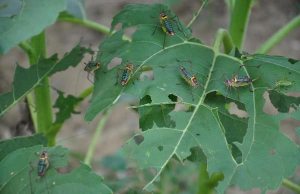 Tekirdağ'ı çekirgeler istila etti ayçiçeği tarlalarını yok ediyorlar - Resim: 3
