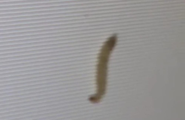 Elazığ'da TV'ye bakan aile hayatının şokunu yaşadı: Teknik servis inanamadı - Resim: 2