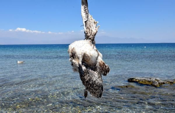 Van'da martılar konoravirüsten öldü söylentisi panik yarattı - Resim: 2