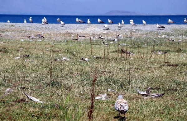 Van'da martılar konoravirüsten öldü söylentisi panik yarattı - Resim: 3