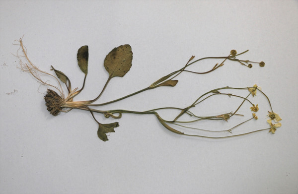 Aksaray'da keşfedildi peşine düştüler: Büyük heyecan uyandırdı - Resim: 0