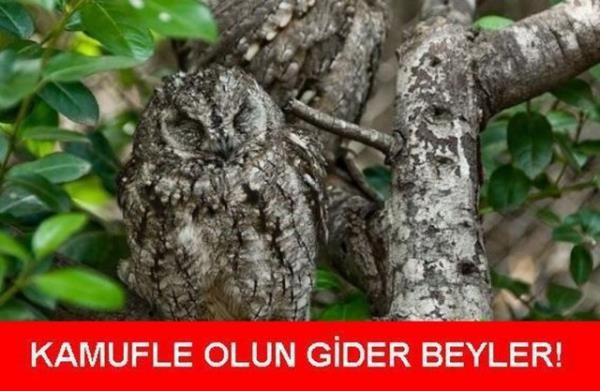 Gelmiş geçmiş en iyi caps'ler - Resim: 4