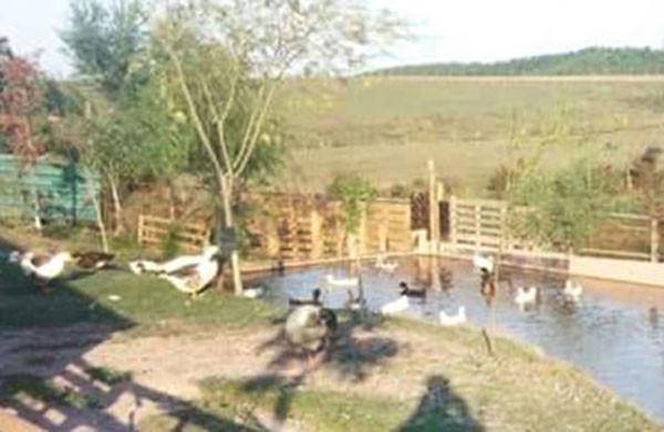 İstanbul'da dehşet çiftliği! Yurttan kaçan kızları cinsel... - Resim: 2