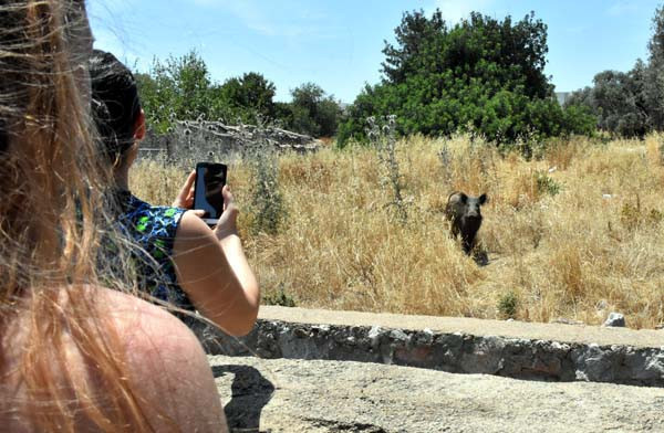 Bodrum'u domuzlar bastı! İşte korkutan o anlar - Resim: 3