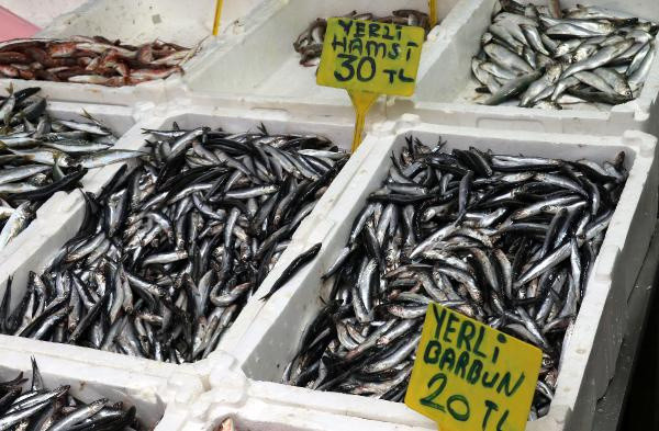 Samsun'da şaşırtan olay! Karadeniz'de bir ilk: Bu seneki durum daha önce görülmedi - Resim: 1