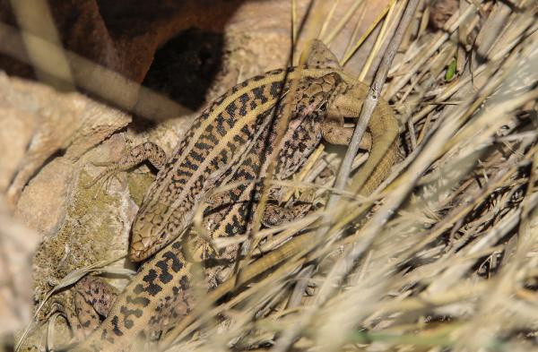 Böylesi daha önce görülmedi! Mardin ve Diyarbakır'da ortaya çıktı: Bu işte bir tuhaflık var - Resim: 0