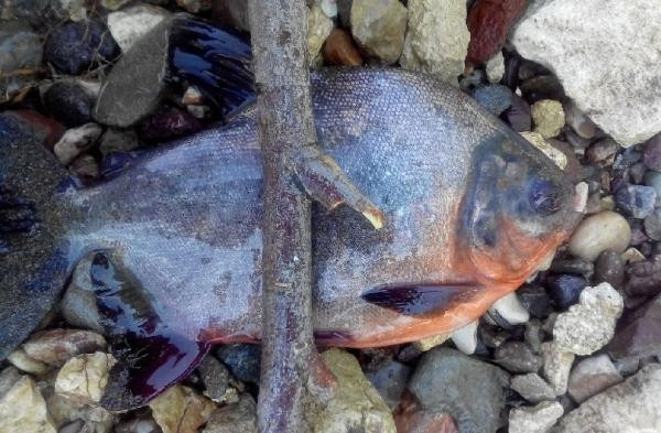 Sivas bunu konuşuyor Kızılırmak'tan pirana çıktı - Resim: 1