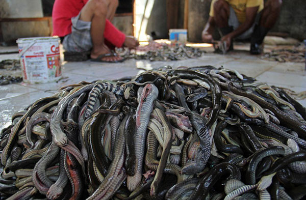 Yılan derisi ürünlerin korkunç yapım aşaması - Resim: 1
