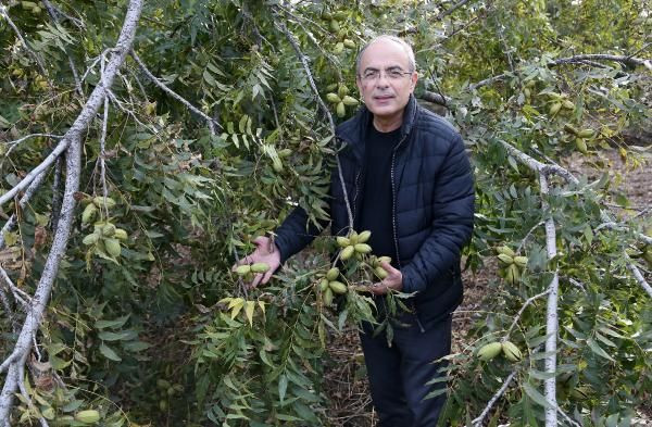 Amerika'dan geldi Antalya'da üretiliyor kilosu 40 TL'ye düştü! Patlayıcı ile koruyor - Resim: 2