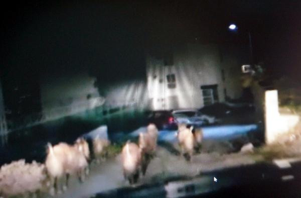 Şehrin göbeğinde şok görüntü! Sürü halinde... - Resim: 1