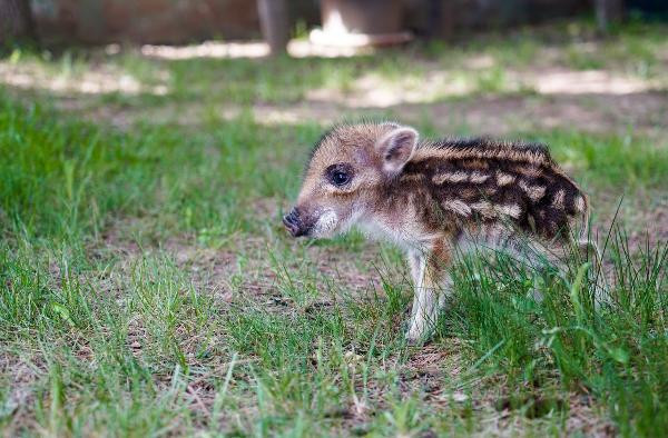 Vatandaşlar ormanda buldu: Koruma altına alındı! - Resim: 3