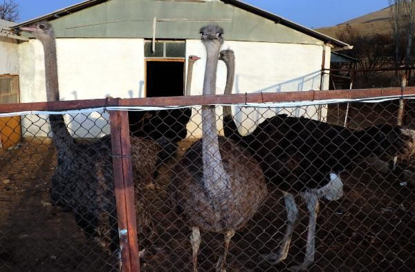 Sadece 3-4 kişi bu işi yapıyor! Kırşehir'de 26 yıl önce başladı paraya para demiyor - Resim: 4
