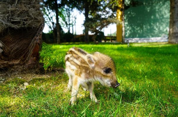 Vatandaşlar ormanda buldu: Koruma altına alındı! - Resim: 1