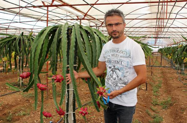 Sebzeleri söküp ejder meyvesi diktiler paraya para demiyorlar! - Resim: 2