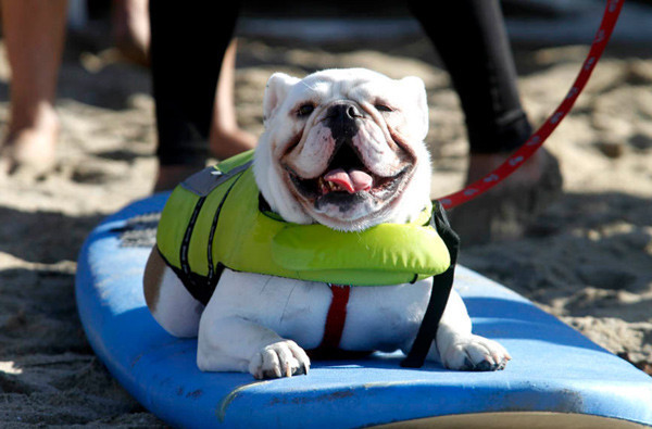 Köpeklerin sörf merakı görülmeye değer - Resim: 4