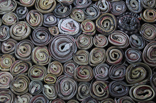 Yılan derisi ürünlerin korkunç yapım aşaması - Resim: 2