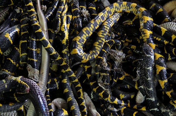 Yılan derisi ürünlerin korkunç yapım aşaması - Resim: 3