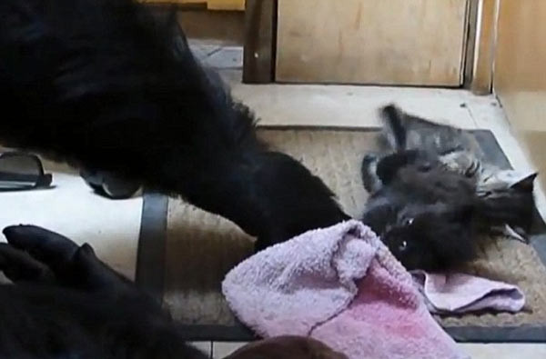 Goril Koko ve yavu kedilerin görüntüleri tıklanma rekoru kırıyor - Resim: 3