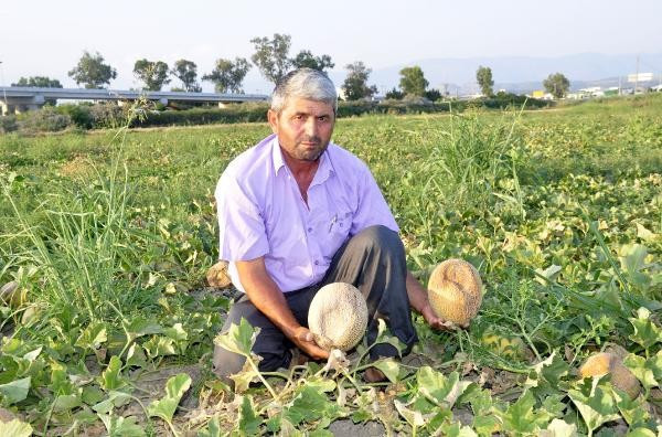 Kavun ve karpuzların halini gören çiftçi şoka girdi - Resim: 3