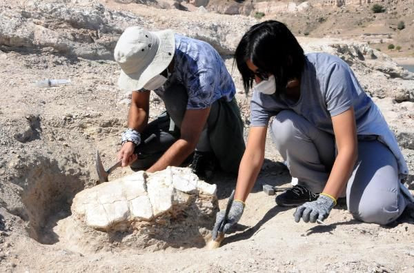 Kayseri'de bulundu! Tam 7.5 milyon yıllık kaplumbağa fosili şaşırttı - Resim: 4