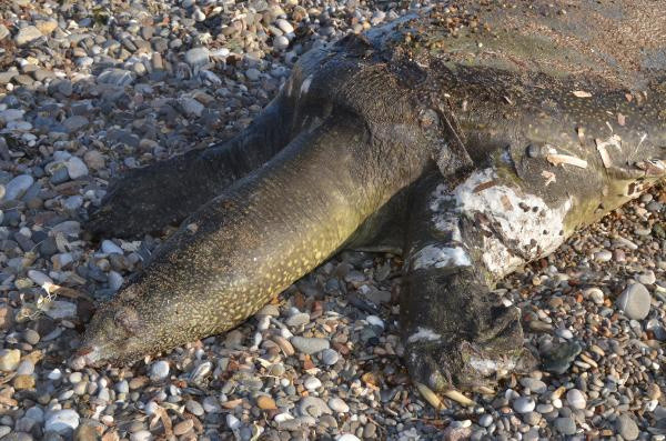 Antalya'da sahile vurdu! Caretta caretta sandılar gerçek bakın ne çıktı - Resim: 0