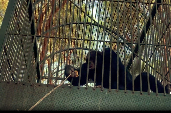 Antalya'da otelde hayatının şokunu yaşadı! Bacağını, kulağını, boynunu ısırdı - Resim: 0